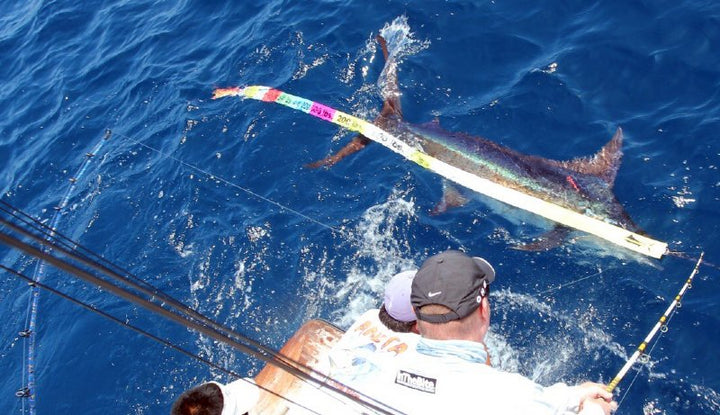 Bill Fish Rodeo Support Billfish Conservation! – The Billfish Foundation